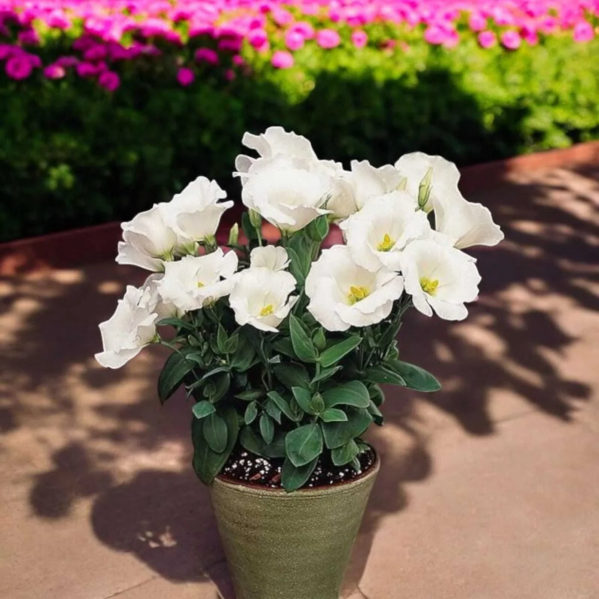 White Eustoma Eustoma Griflorum Flower For Planting Ideal For Wedding Bouquets Indoor Decor