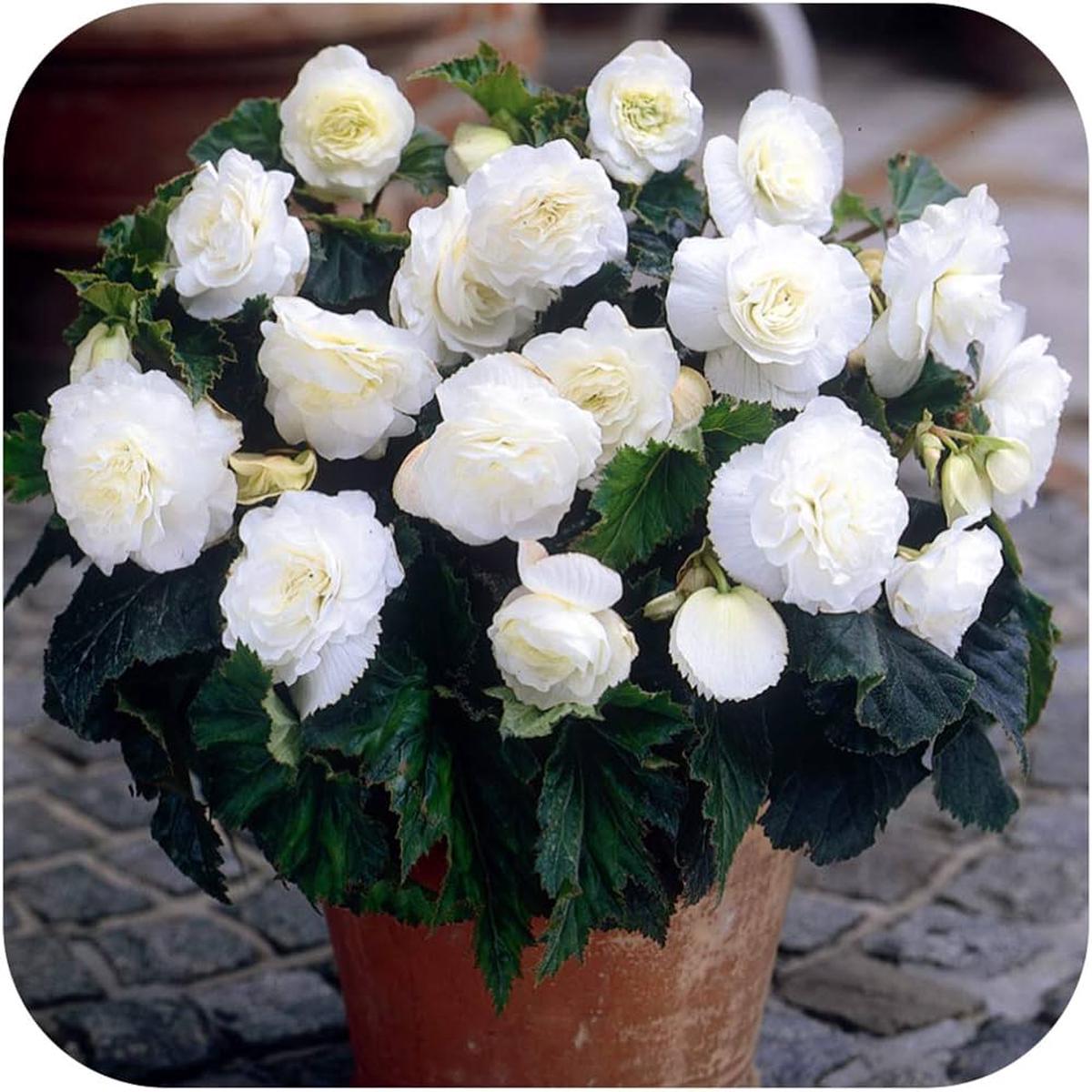 White Go Go Begonia Begonia Semperflorens For Planting In Home Gardens Flower Seeds for Home Garden