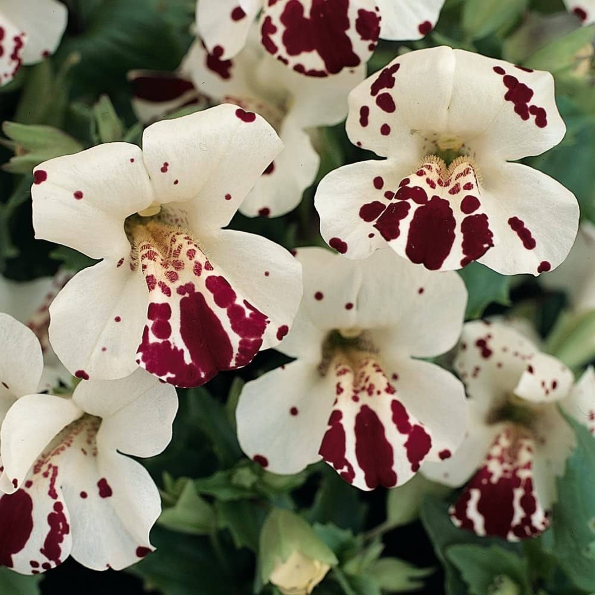 White Mimulus Hybridus Flower Seeds for Planting Heirloom, Non-GMO, High Germination Organic Garden Seeds for Unique Blooms