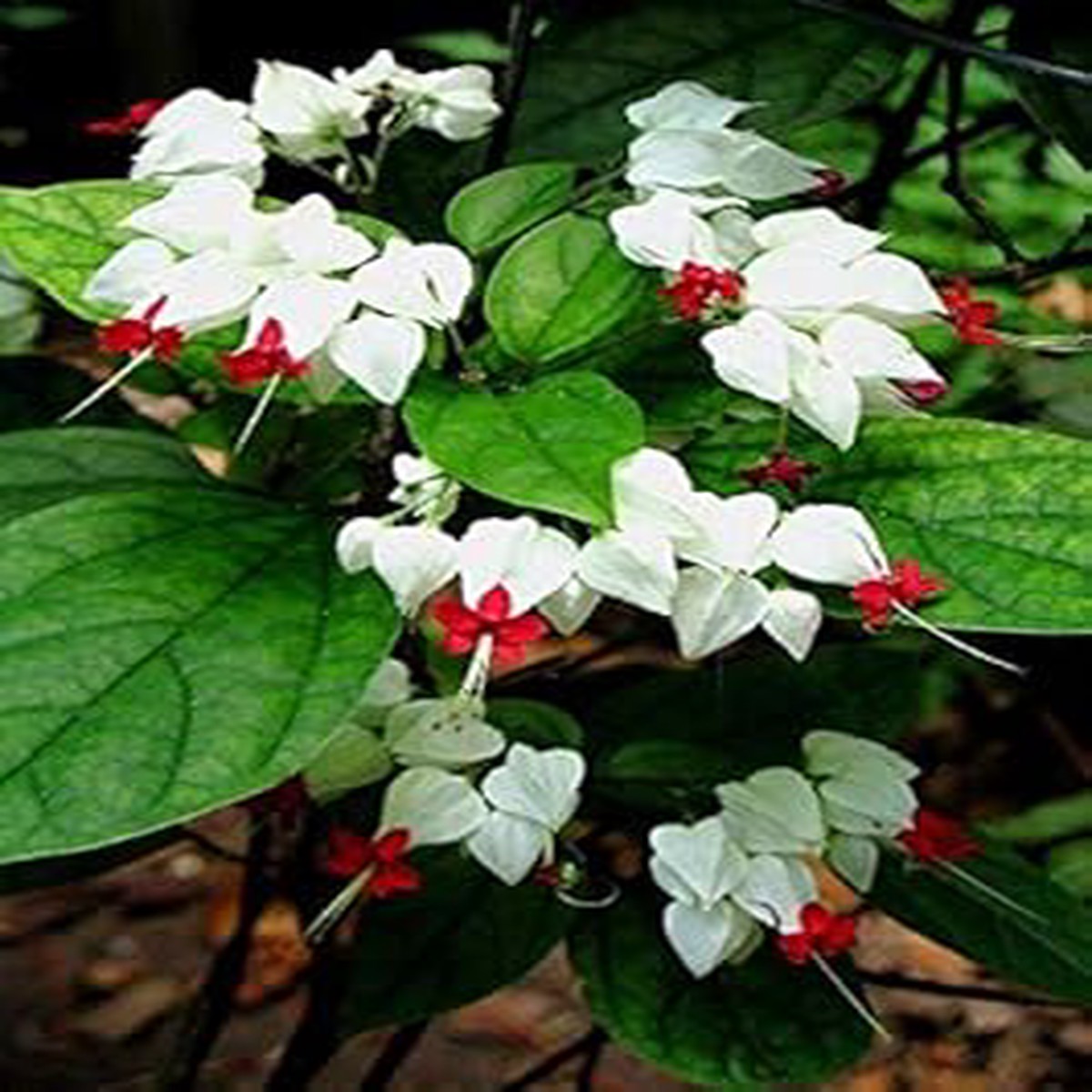 White Red Clerodendrum Flower seeds for Planting - Sun Loving, Heirloom & GMO Free Seeds for Home Garden