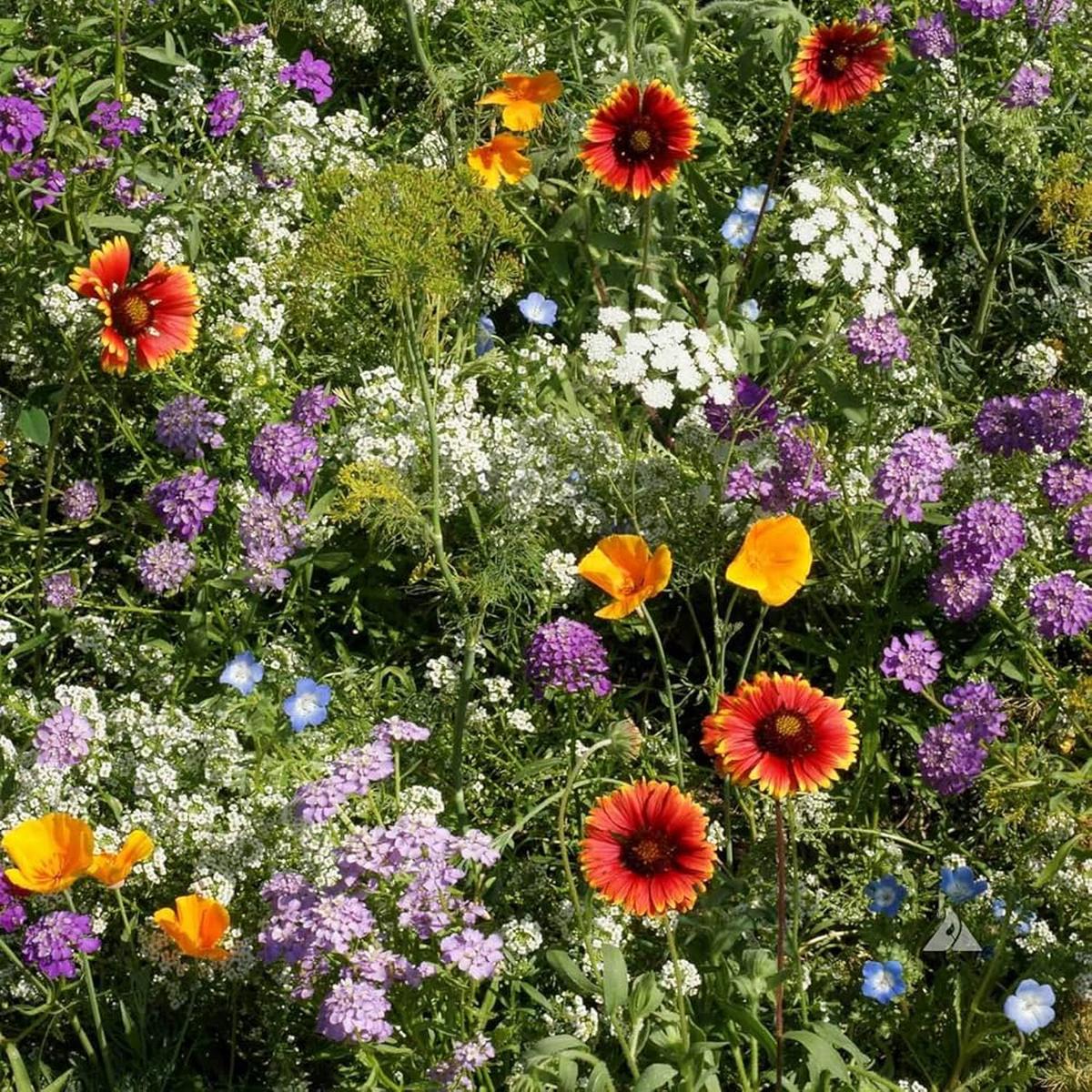 Wild Mix Wildflower Seeds for Planting - Perfect for Flower Bed & Urban Garden