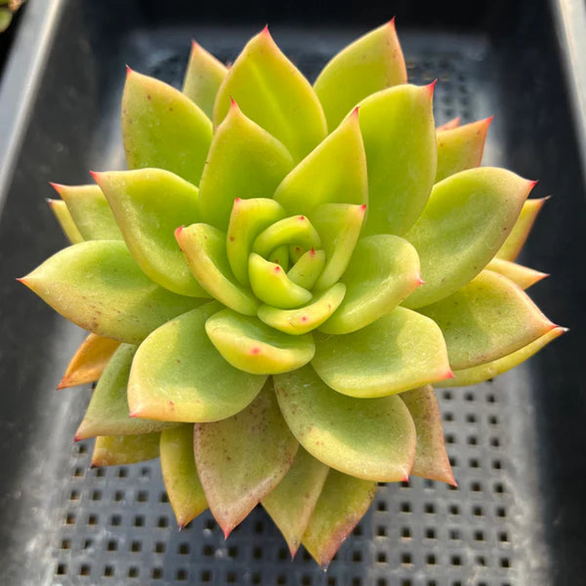 Yellow Green Succulent Flower Seeds  Heirloom Non-GMO Drought-Tolerant Seeds for Planting
