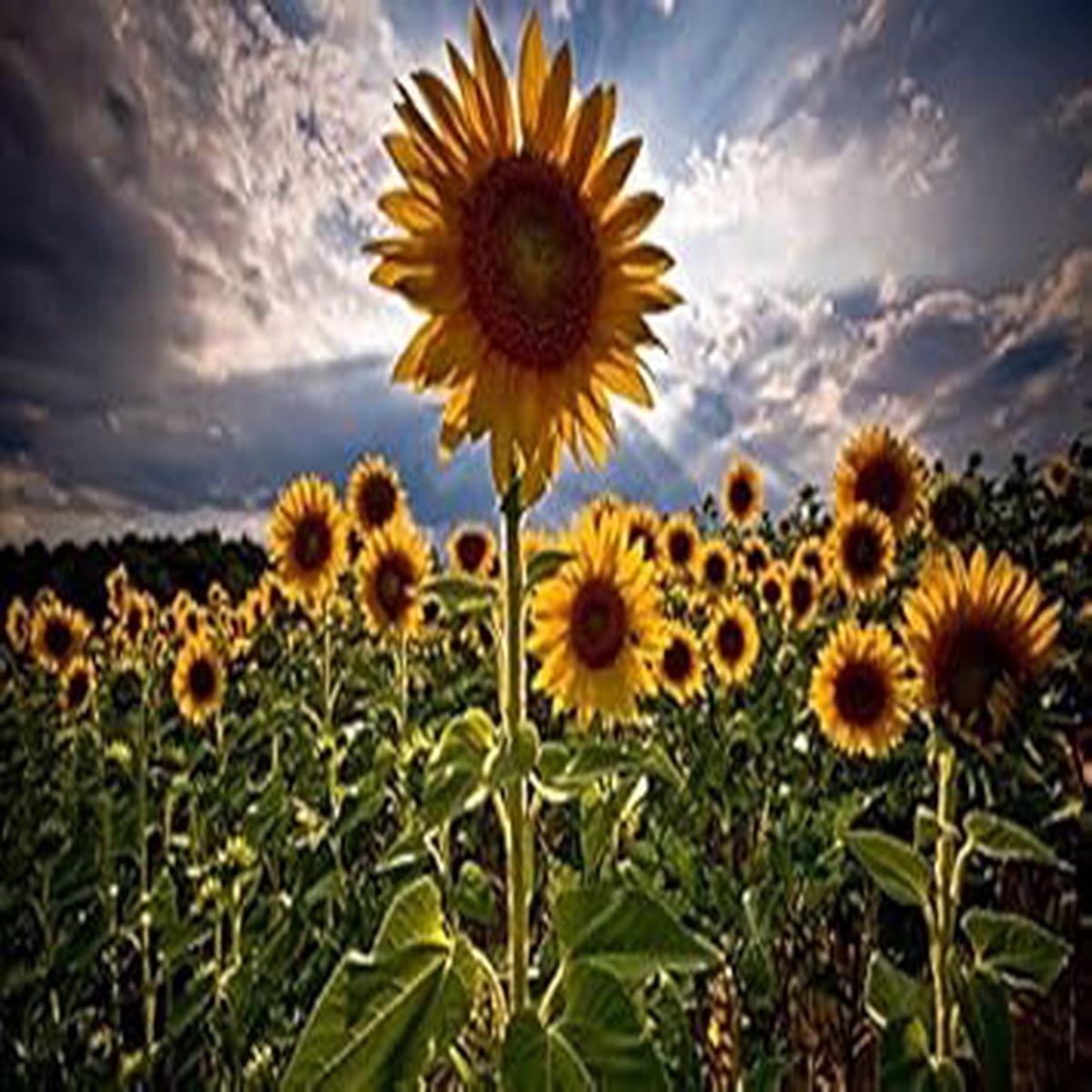 Yellow Helianthus Flower seeds for Planting - Easy to Grow, Heirloom & GMO Free Seeds for Home Garden