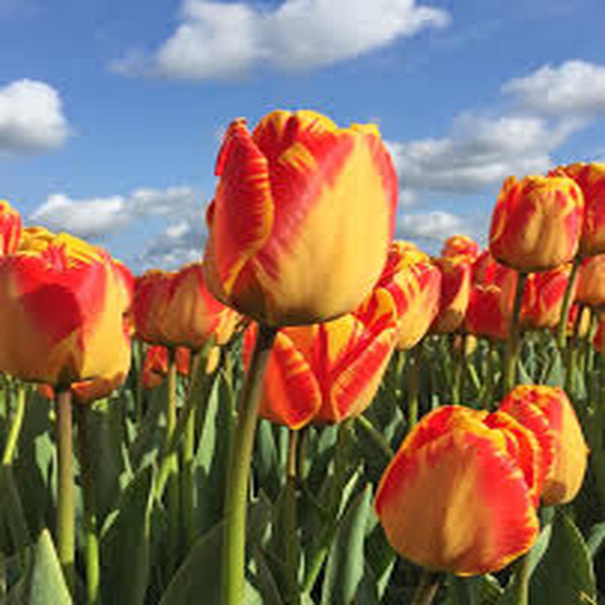 Yellow Red Tulip Flower Seeds for Planting Heirloom NonGMO Premium Organic Garden Seeds with High Germination Sale