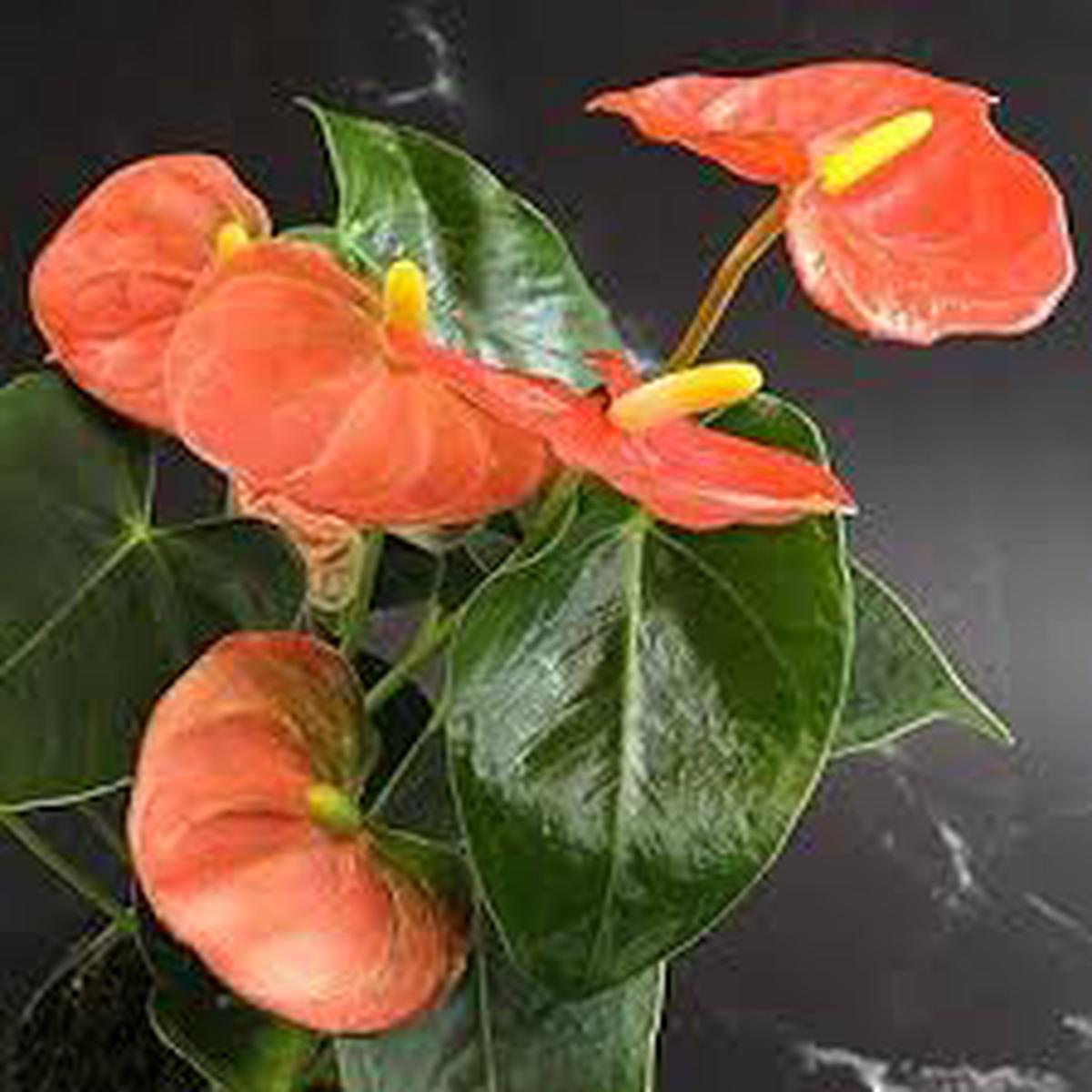 Anthurium Dark Orange Flower Seeds for Planting Heirloom, Non-GMO, High Germination Organic Garden Seeds