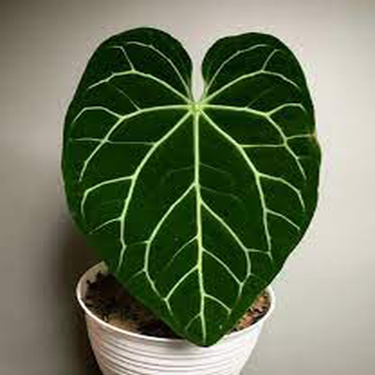 Anthurium Magnificum Plant Seeds for Planting Heirloom Non-GMO, High Germination Organic Garden Seeds