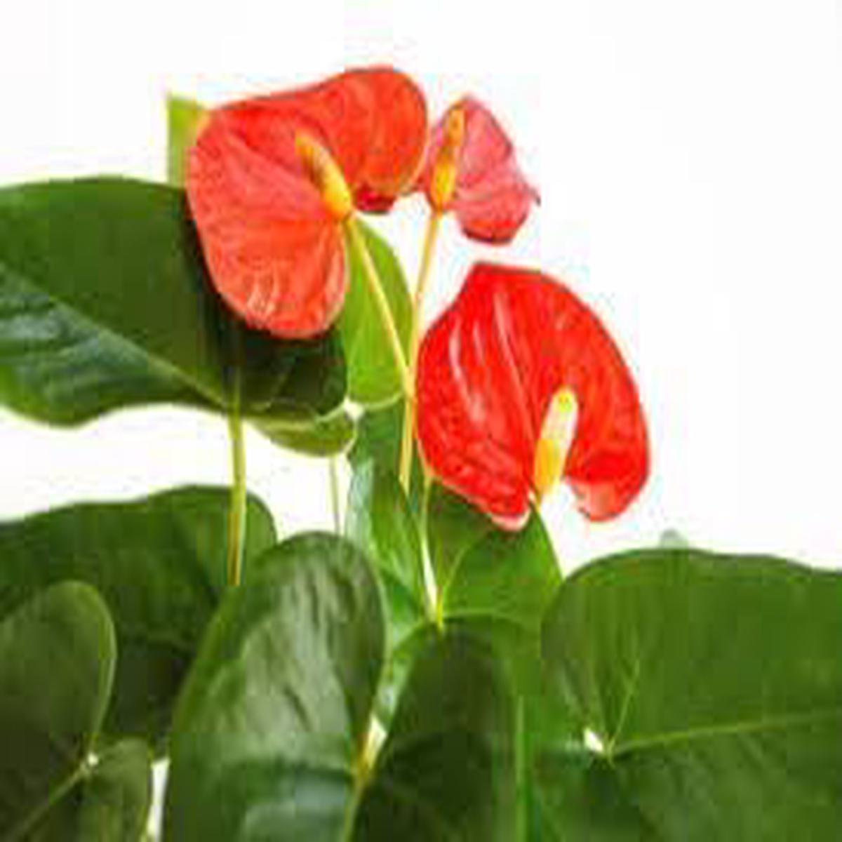Anthurium Plant Seeds for Planting - NON GMO Seeds