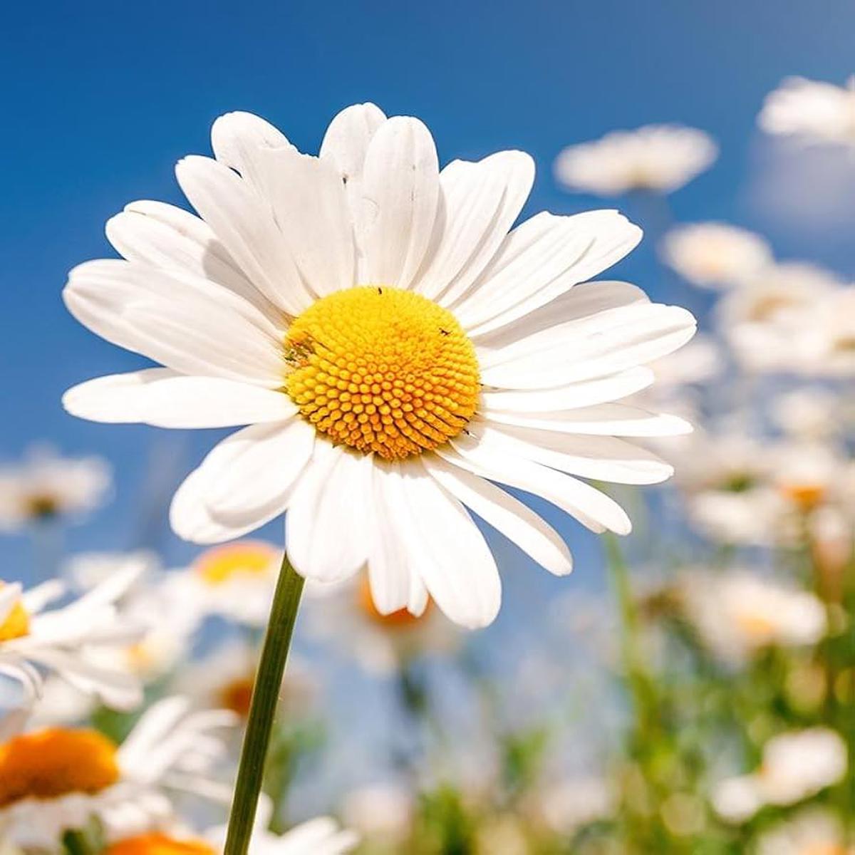 Argyranthemum Biancaneve flower seeds  classic white daisy-like annual