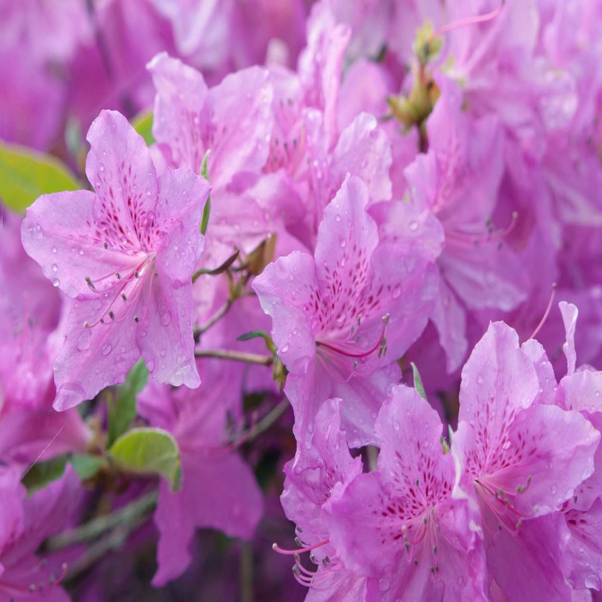 Azalea Flower Seeds for Planting Heirloom Non-GMO Seeds, 100 pcs, High Germination Organic Garden Seeds