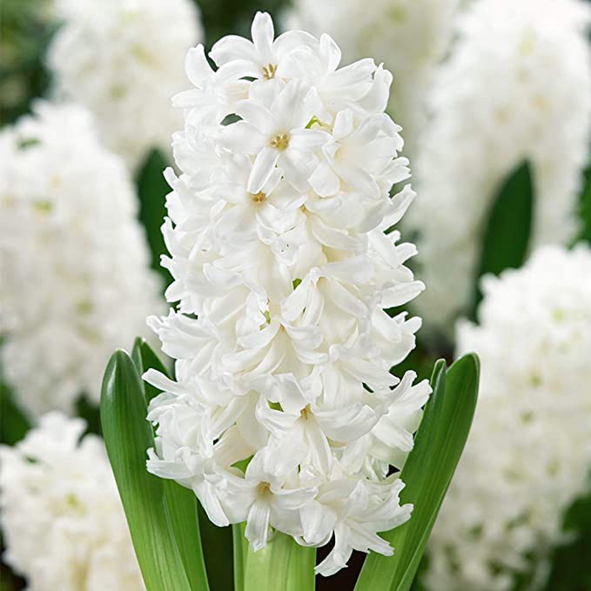 Blue Hyacinth Hyacinthus Orientalis For Planting In Balcony Pots Or Flower Borders Flower Seeds for