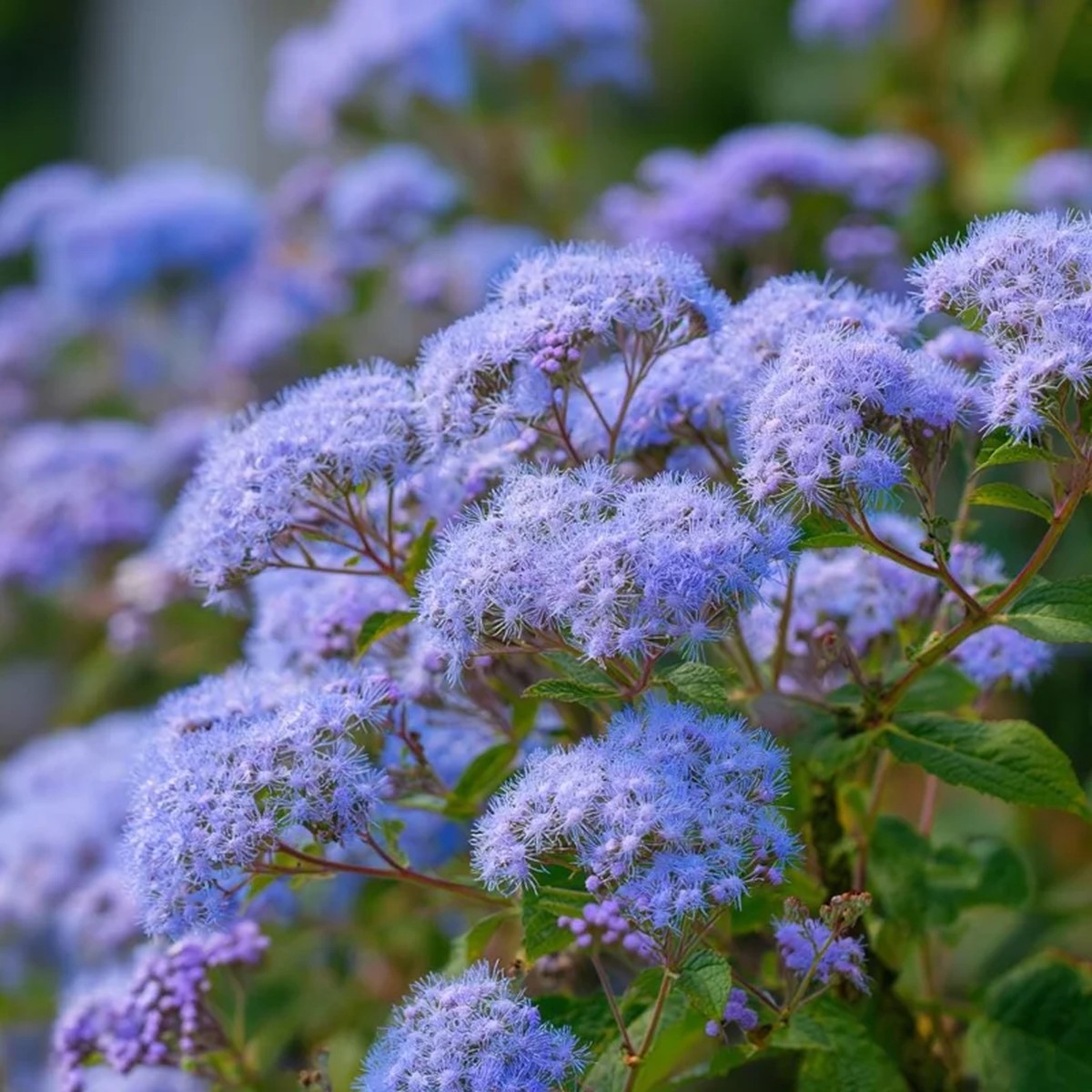 Blue Mist Flower Seeds - Eupatorium coelestinum - 200 Count - Fragrant Native Wildflower for Pollinators