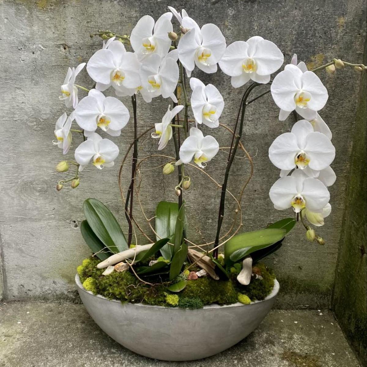 Blue Orchid Phalaenopsis Orchid Flower Seeds for Exotic Garden Beauty