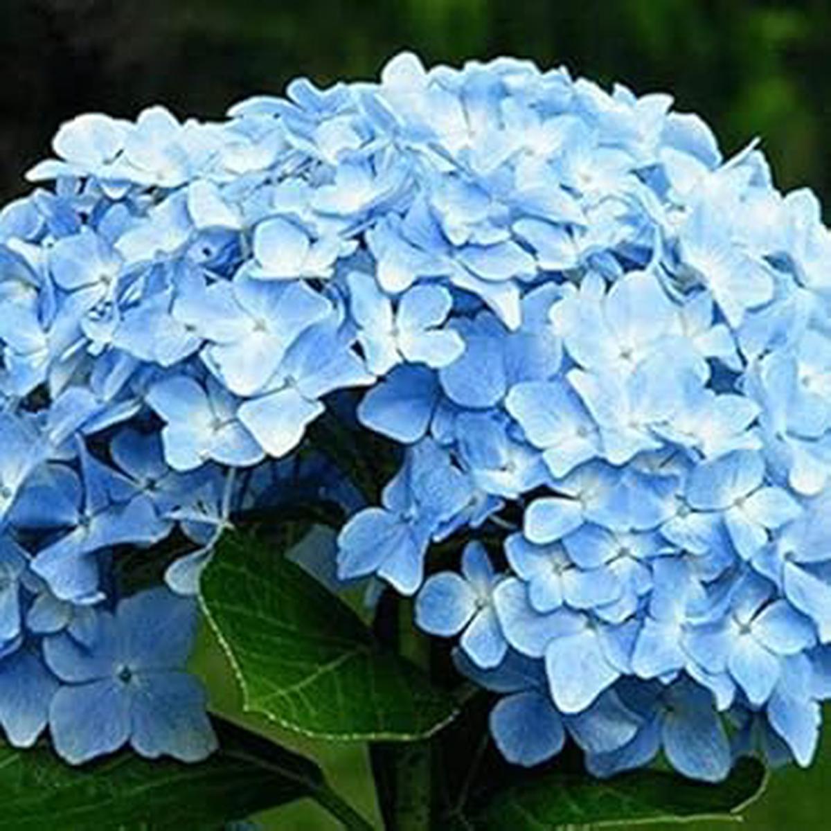 Blue Pelargonium Peltatum Flower Seeds  Heirloom Non-GMO Seeds for Planting, Organic Garden Seeds with High Germination