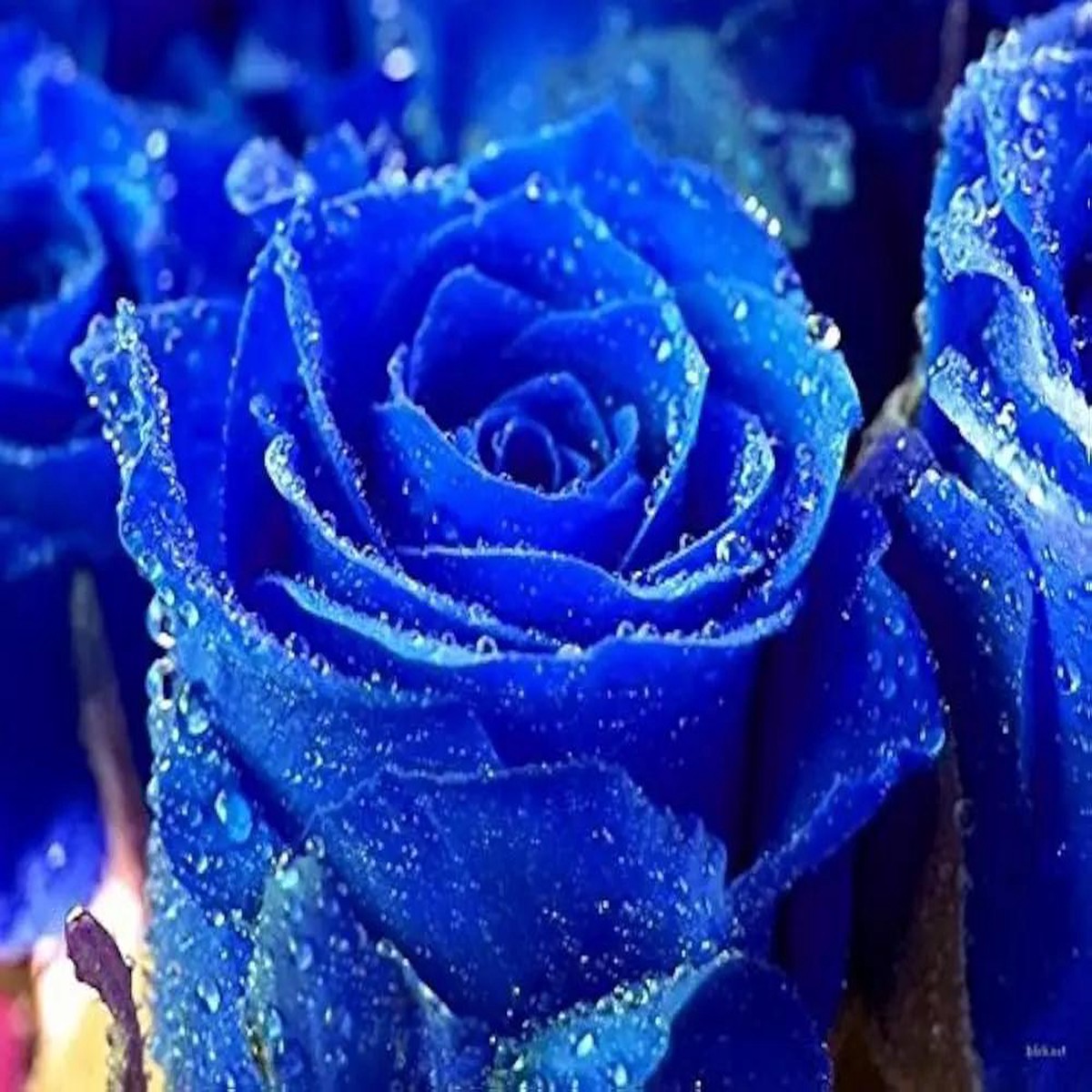 Blue Rainy Rose Plant For Planting Non Gmo Heirloom Garden For Growing Flower Seeds for Home Garden