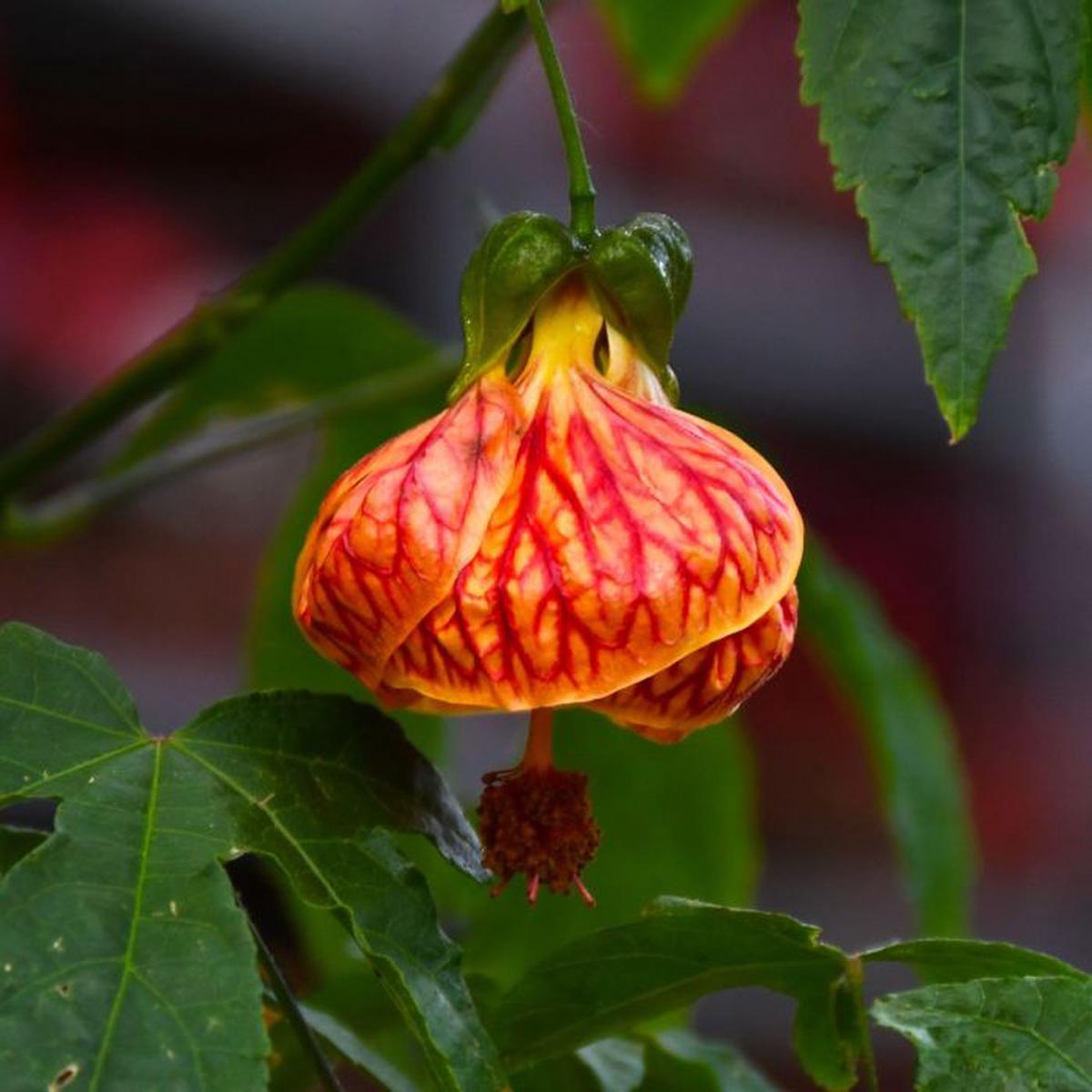 Bright Abutilon Bellevue Flowering Seeds for Planting