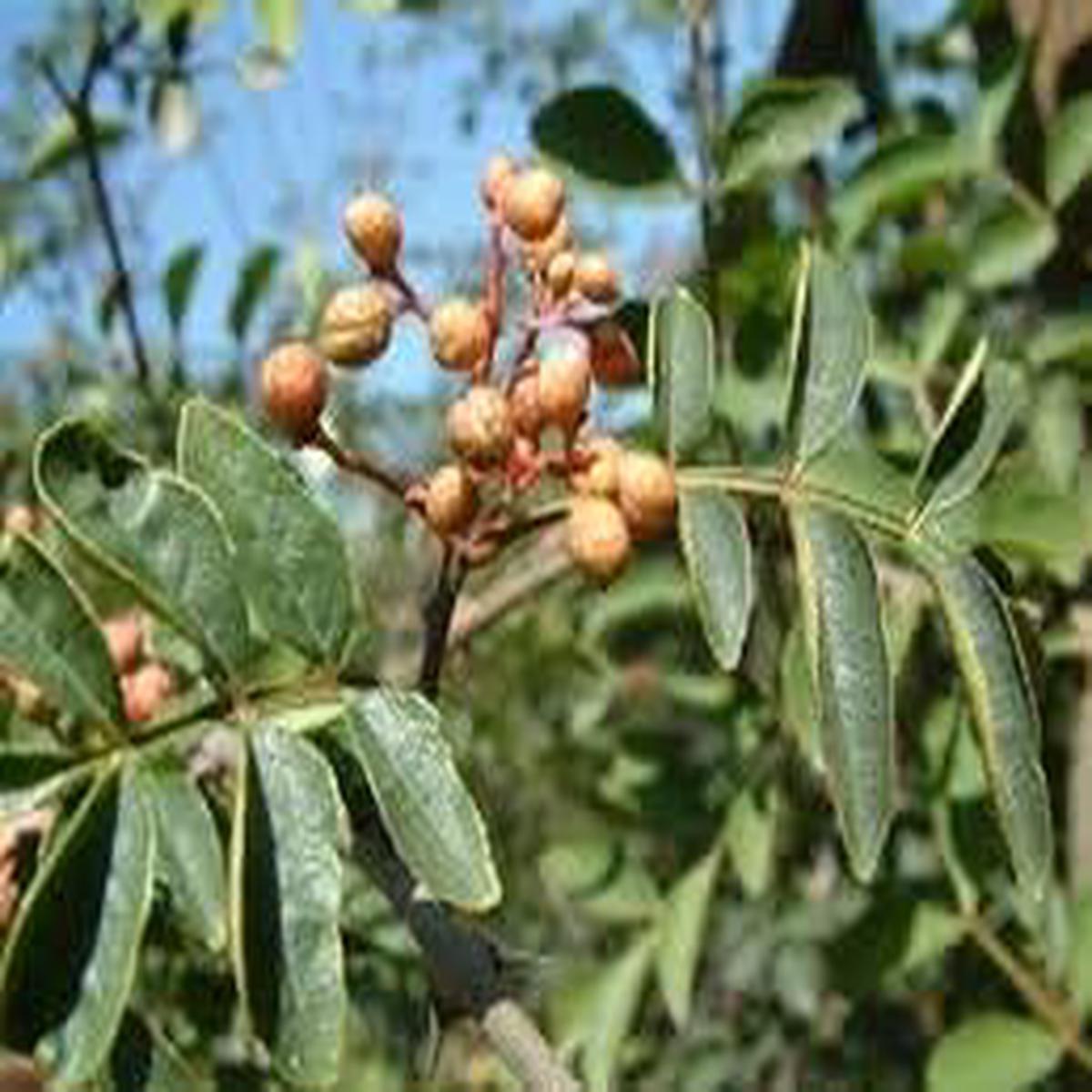 Brown Zanthoxylum Flower seeds for Planting - Wildflower Mix, Heirloom & GMO Free Seeds for Home Garden  Sale