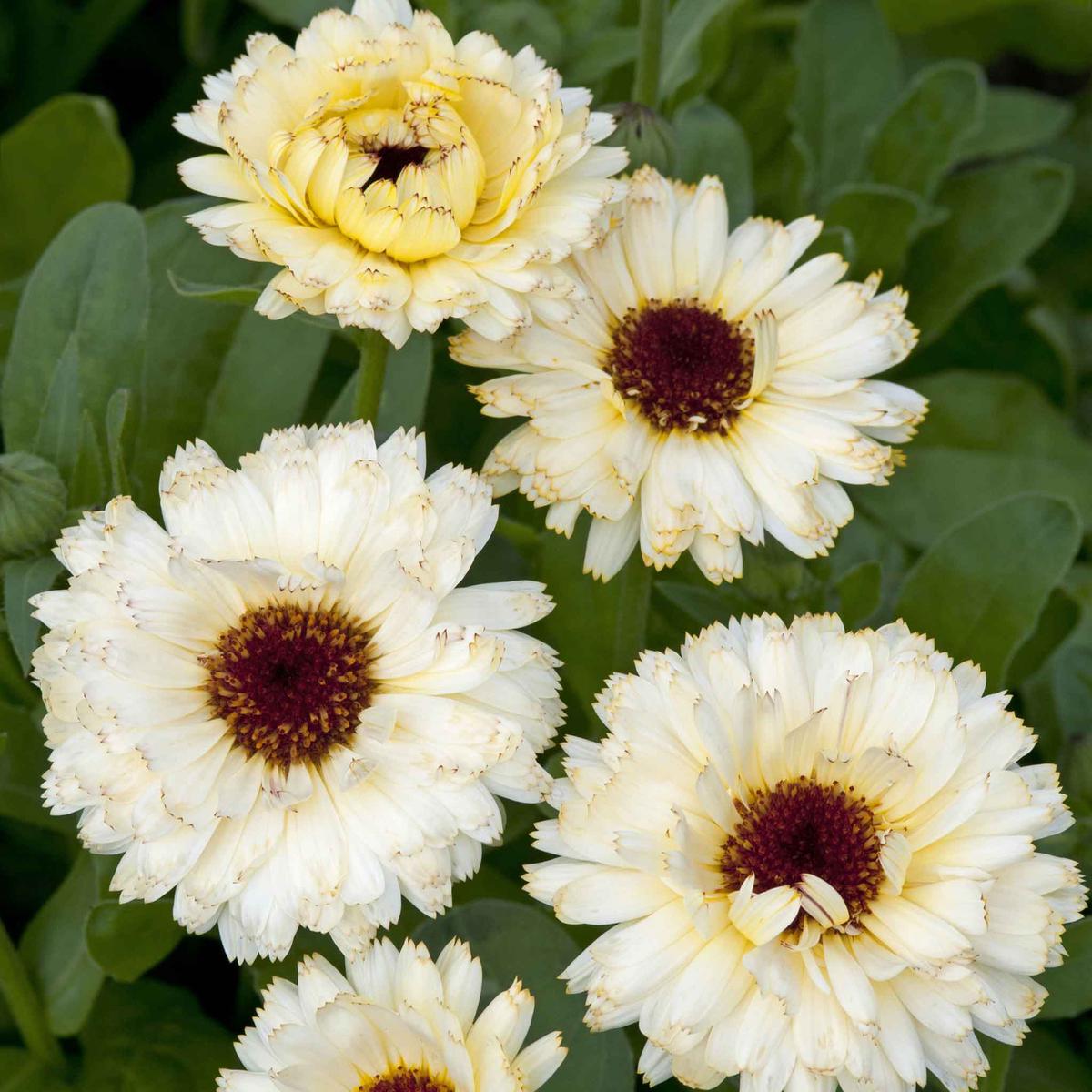 Calendula Seeds - Ivory Princess