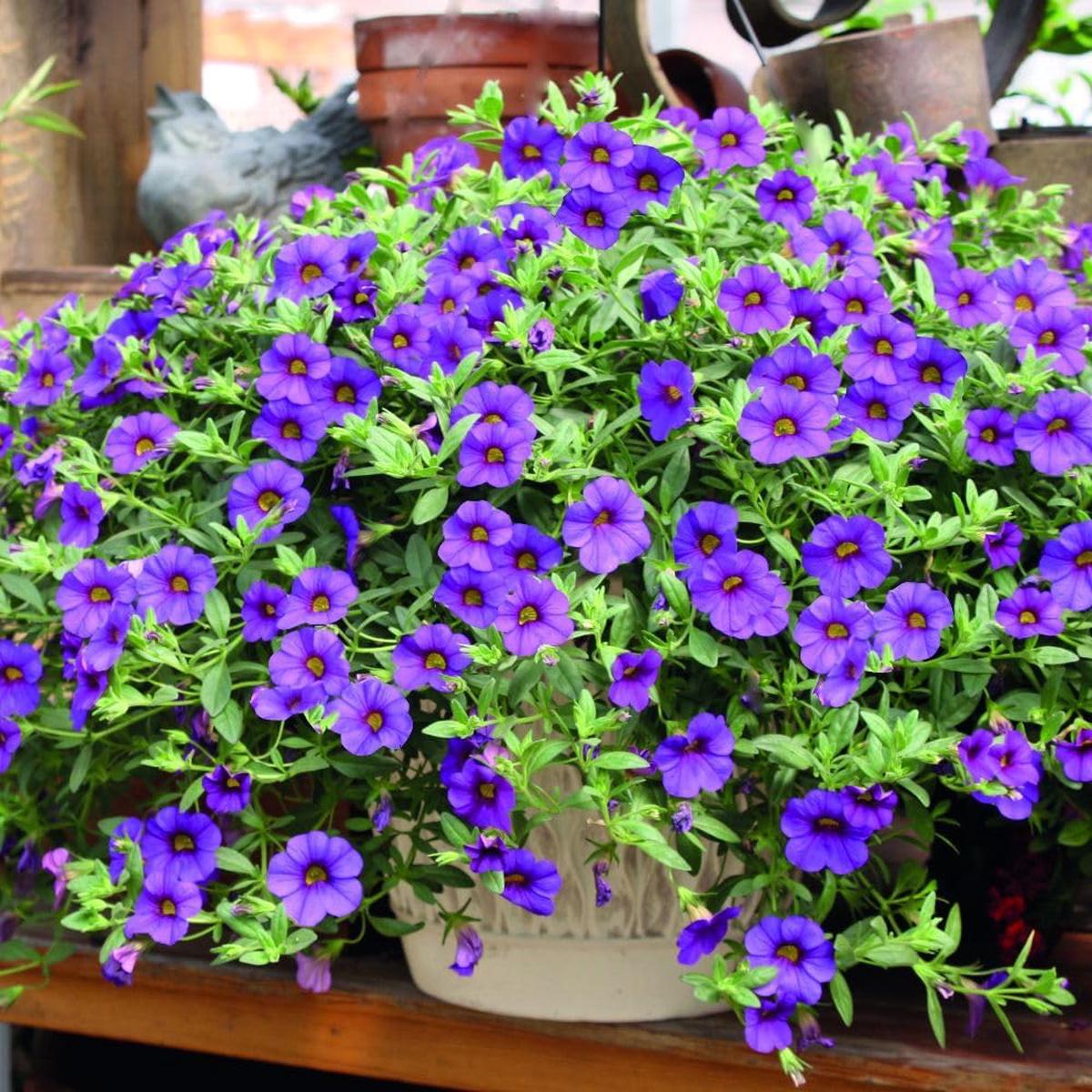 Calibrachoa Flower Seeds for Planting  Heirloom, Non-GMO, High Germination Organic Garden Seeds