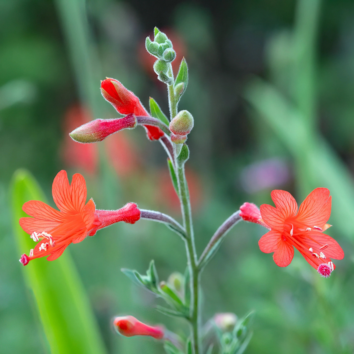 California Fuchsia (Epilobium Canum) Flower Seeds for Planting Heirloom, Non-GMO, Hummingbird-Friendly