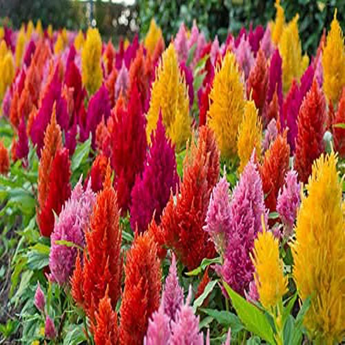 Celosia Spicata Flower Mixed Colors Flower Seeds for Home Garden Planting, Blooming Organic