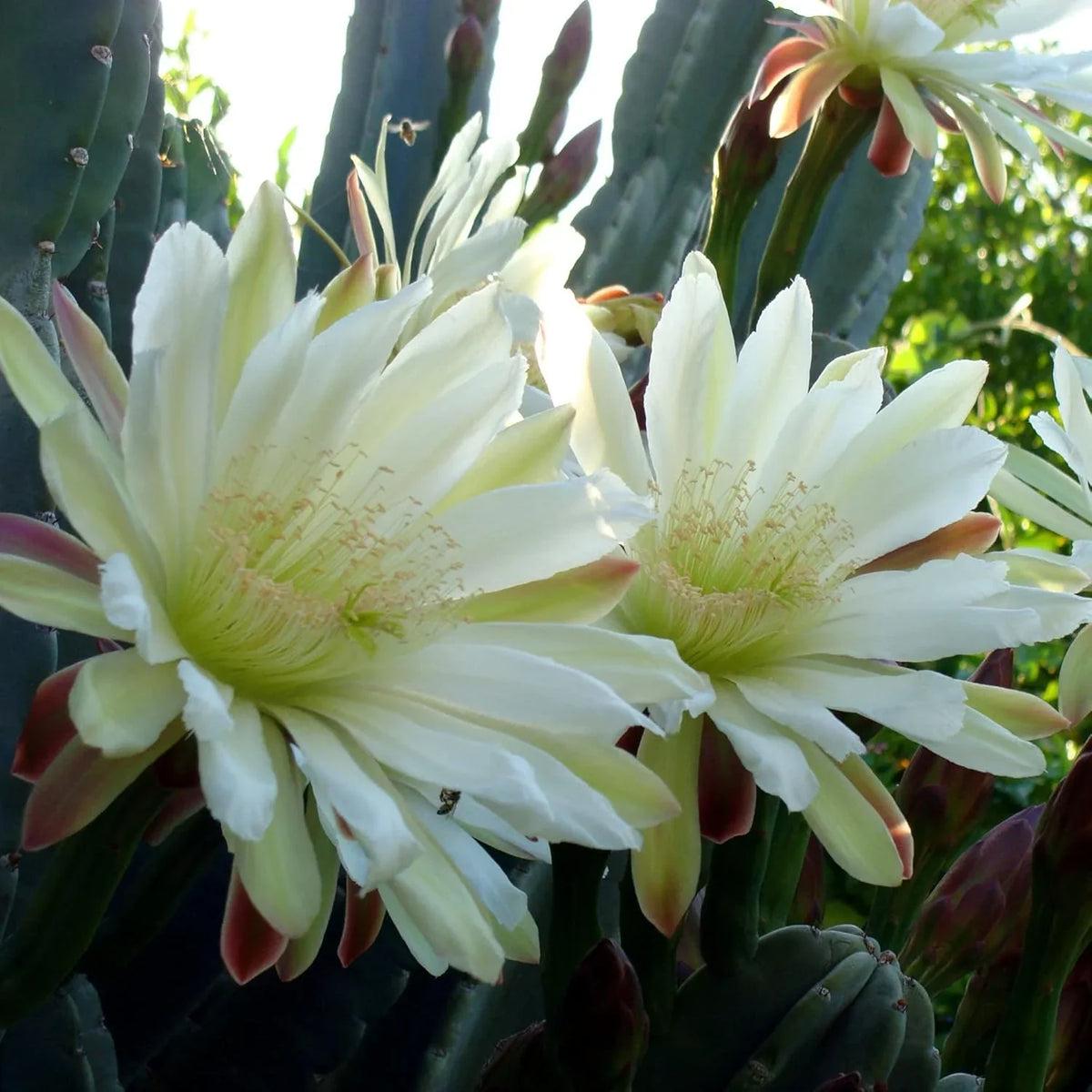 Cereus Flower seeds for Planting - Perfect for Borders, Heirloom & GMO Free Seeds for Home Garden