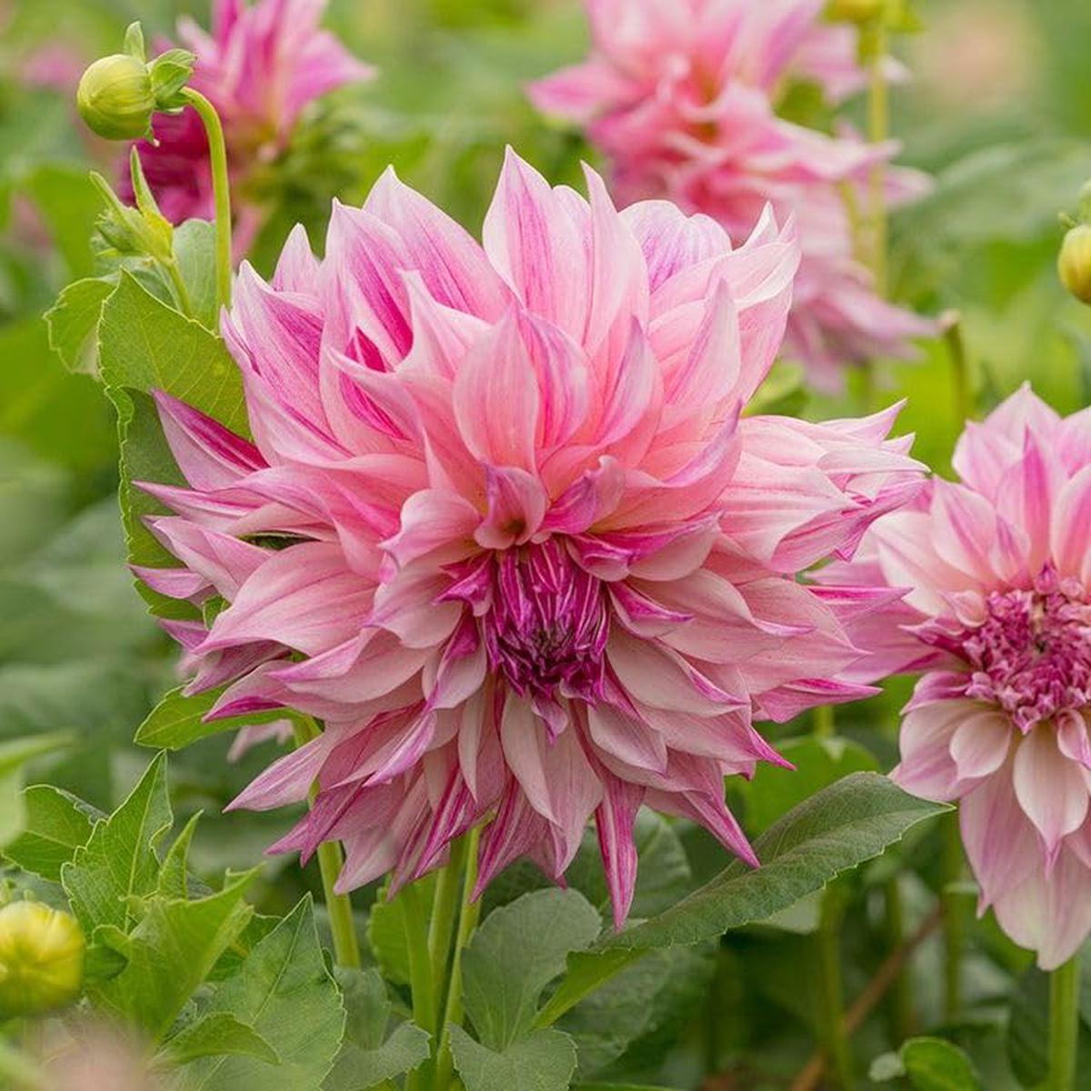 Dahlia Pinnata Seeds for Planting Dahlia pinnata for flower beds and summer gardens