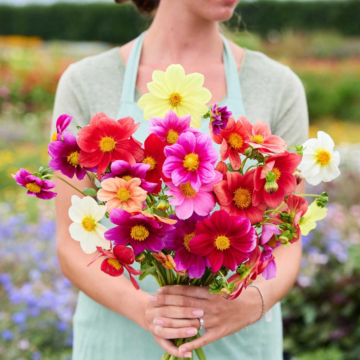 Dahlia Seeds - Coltness Single Mix