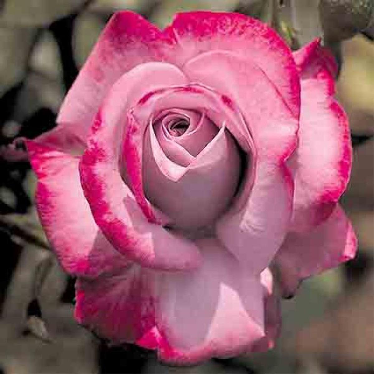 Dark Pink Osiria Rose Flower Seeds for Planting  Heirloom, Non-GMO, High Germination Garden Seeds