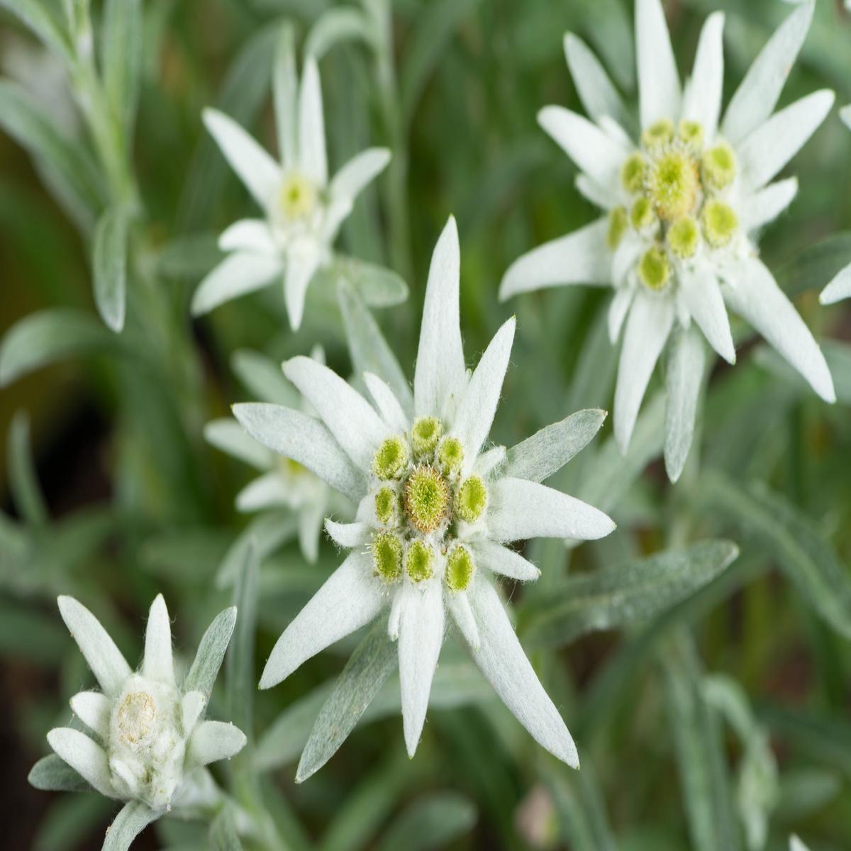Edelweiss Flower Seeds for Planting - Hardy Heirloom, Non-GMO, High Germination Organic Garden Seeds