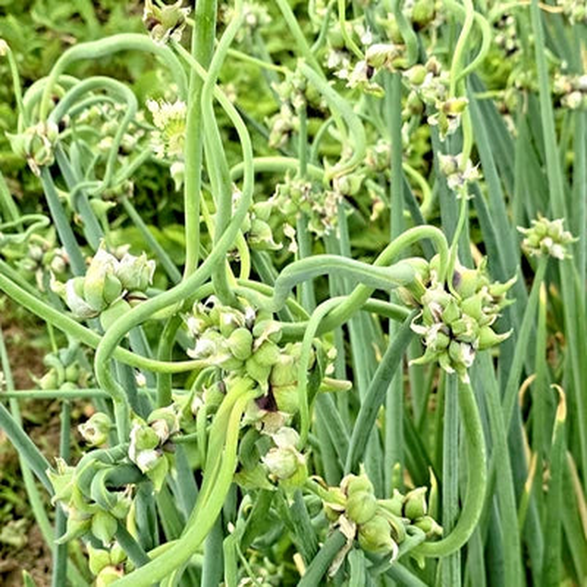 Egyptian Walking Onion Seeds  Top Sets Multiplier Perennial Heirloom, Non-GMO