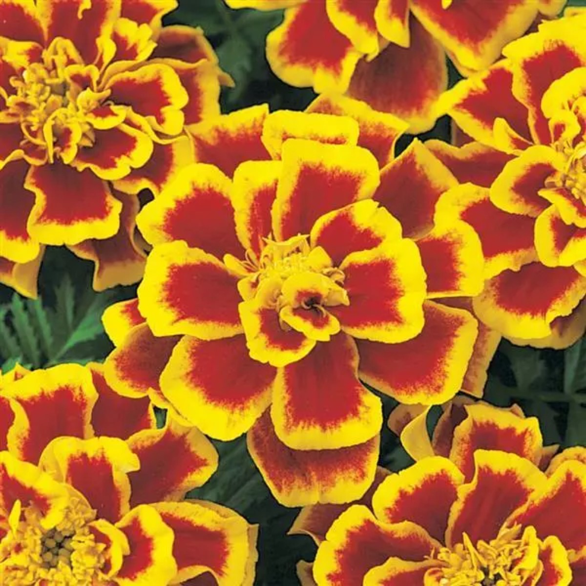 French Marigold 'Durango Bee' Seeds for Planting Heirloom, Non-GMO, Easy to Grow, Pollinator-Friendly