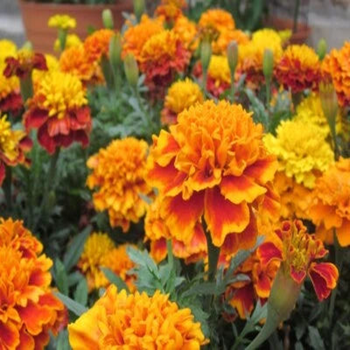 French Marigold Seeds for Planting, Sparky Mix, Beautiful Colors, FREE SHIP & TRACKING  Heirloom, Non-GMO, Easy to Grow, Annual Blooms
