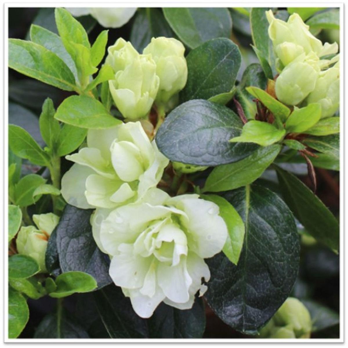 Green Azalea Flower Seeds for Planting Heirloom, Non-GMO, High Germination Organic Garden Seeds