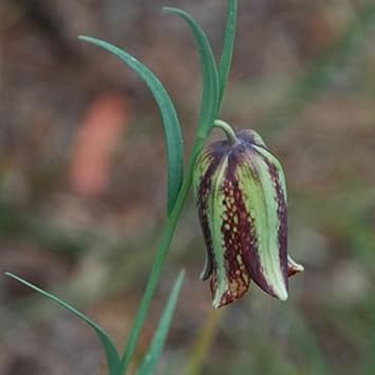 Green Fritillaria Seeds for Planting  Organic Heirloom Non-GMO Exotic Flower Seeds