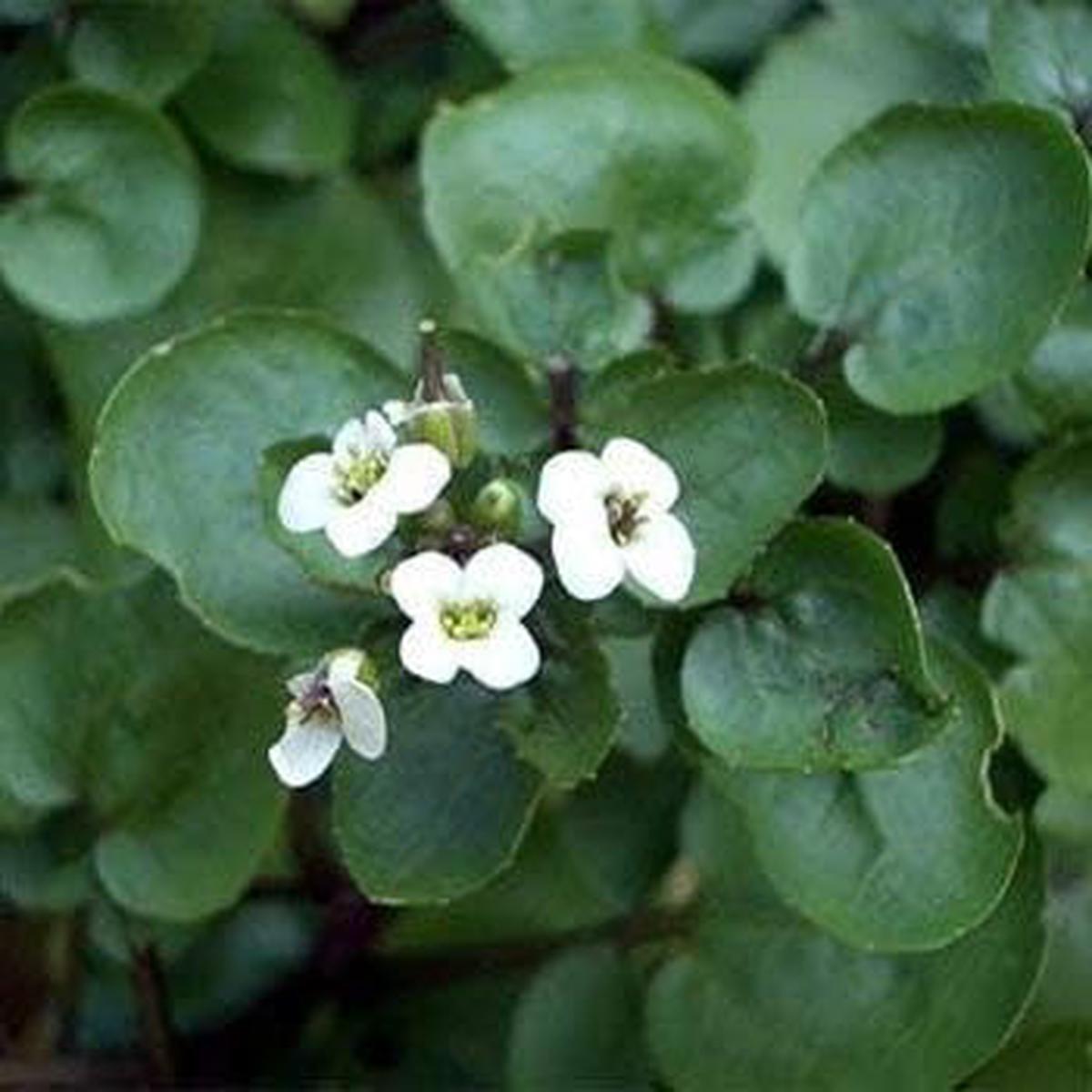 Green Nasturtium Flower seeds for Planting - Shade Tolerant, Heirloom & GMO Free Seeds for Home Garden