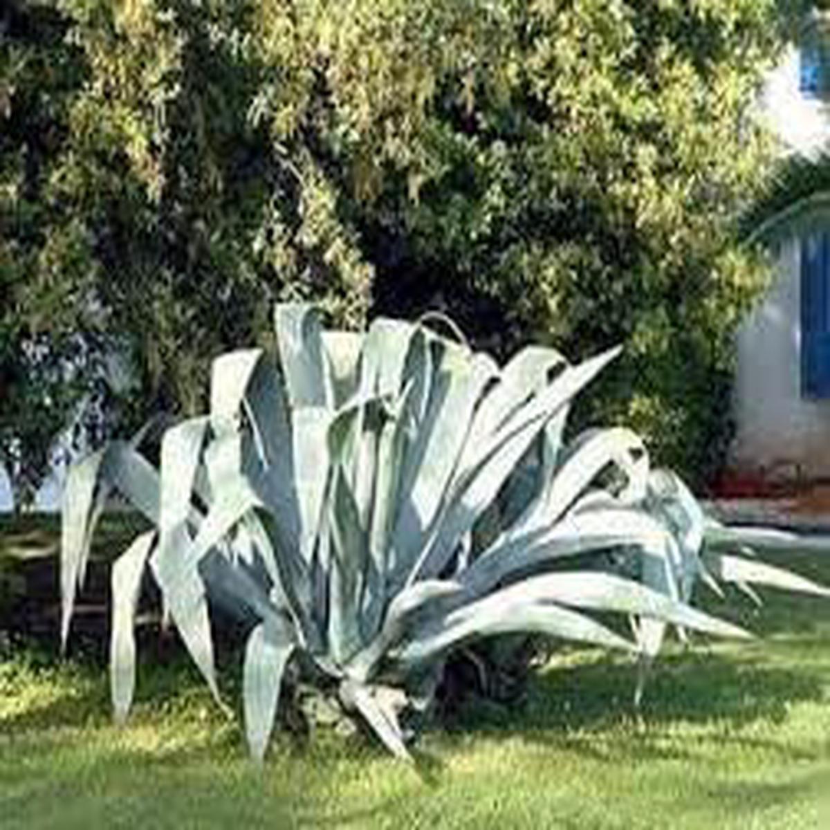 Heirloom Agave Flower seeds for Planting Easy to Grow Heirloom & GMO Free Seeds for Home Garden