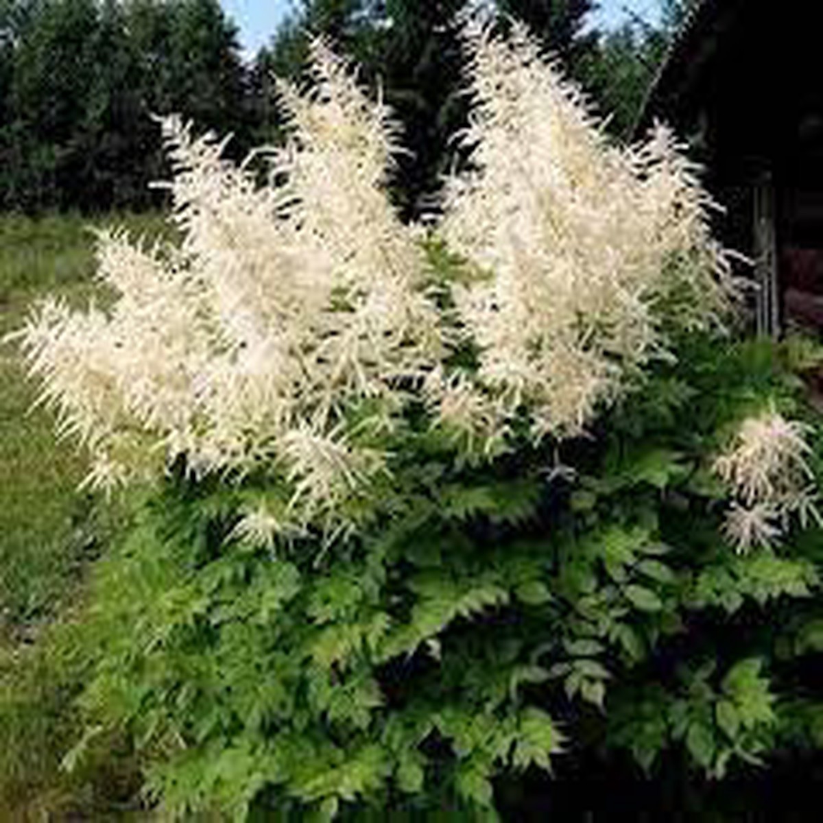 Heirloom Aruncus Dioicus Flower Non Gmo Goats Beard Blooms Shaded Garden Planting Flower Seeds