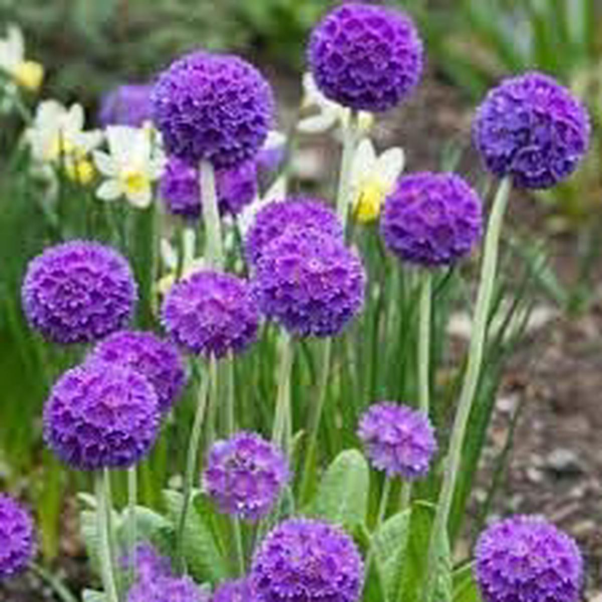 Heirloom Denticulata Flower Seeds  Non-GMO, High Germination Organic Garden Seeds