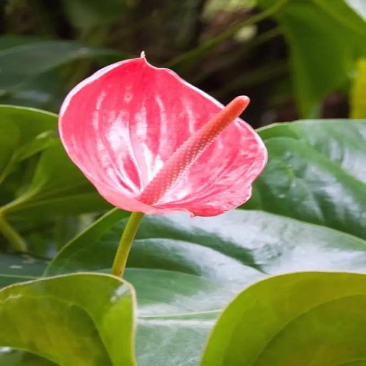 Heirloom Non-GMO Anthurium Andraeanum Flower Seeds for Planting  Pink Tropical Blooms