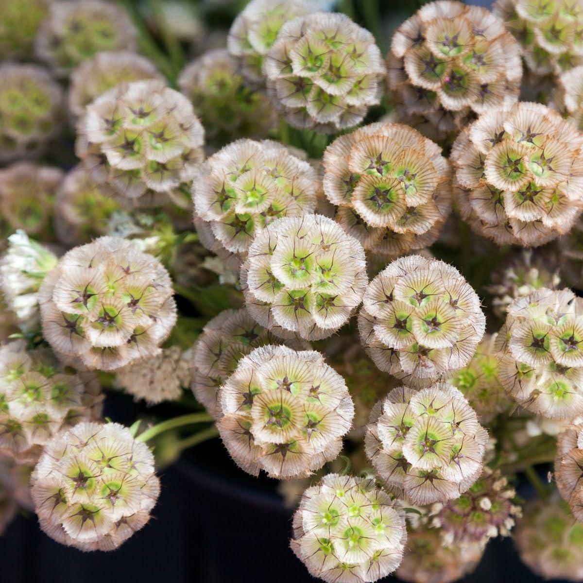 Heirloom Non-GMO Drumstick Scabiosa Flower Seeds for Planting Unique Globe-Shaped Garden Blooms
