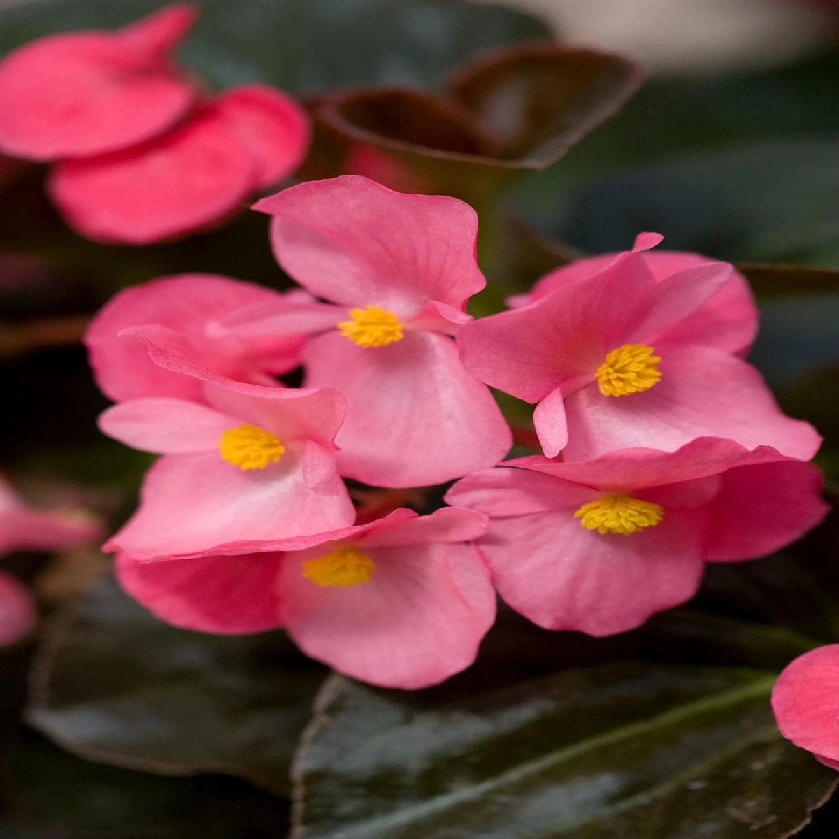 Heirloom Non-GMO Pink Begonia Flower Seeds for Planting Shade-Loving Ornamental Seeds