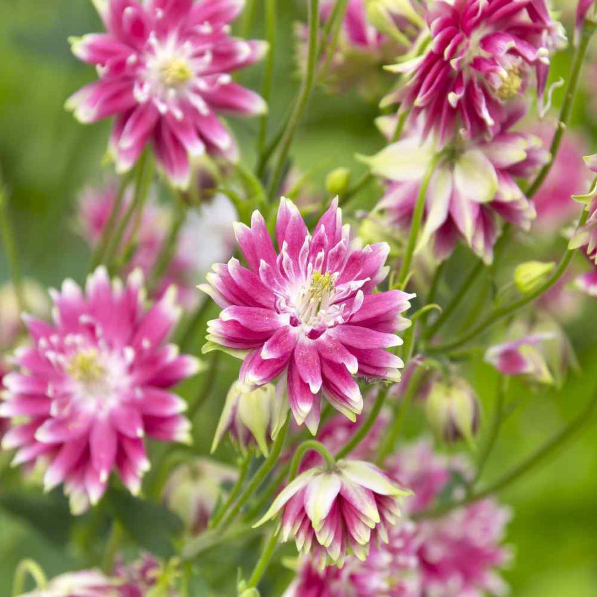 Heirloom Non-GMO Pink Nora Barlow Flower Seeds for Garden Planting Unique Double Blooms Variety