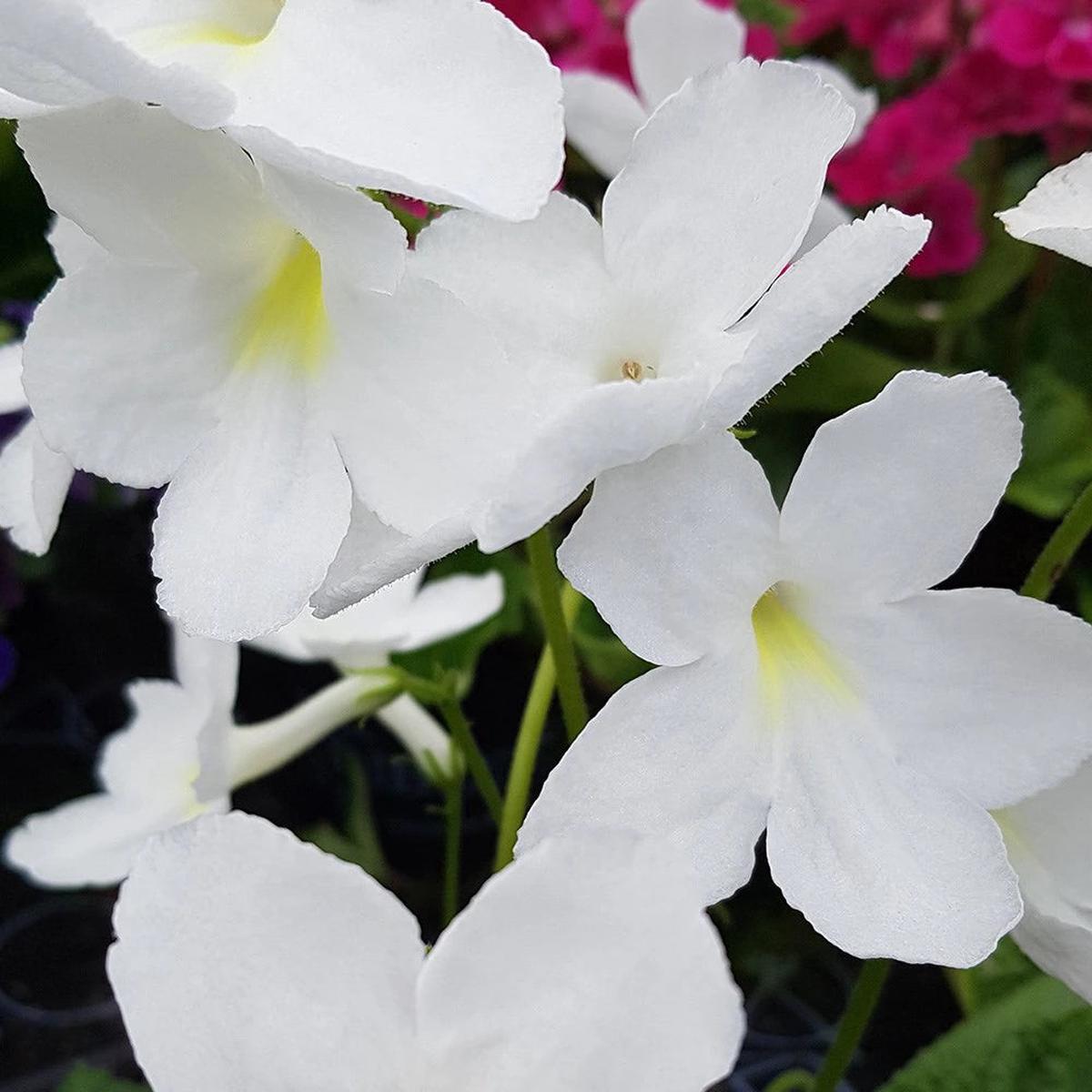 Heirloom Non-GMO Streptocarpus Flower Seeds for Garden Planting  Shade-Loving Vibrant Blooms