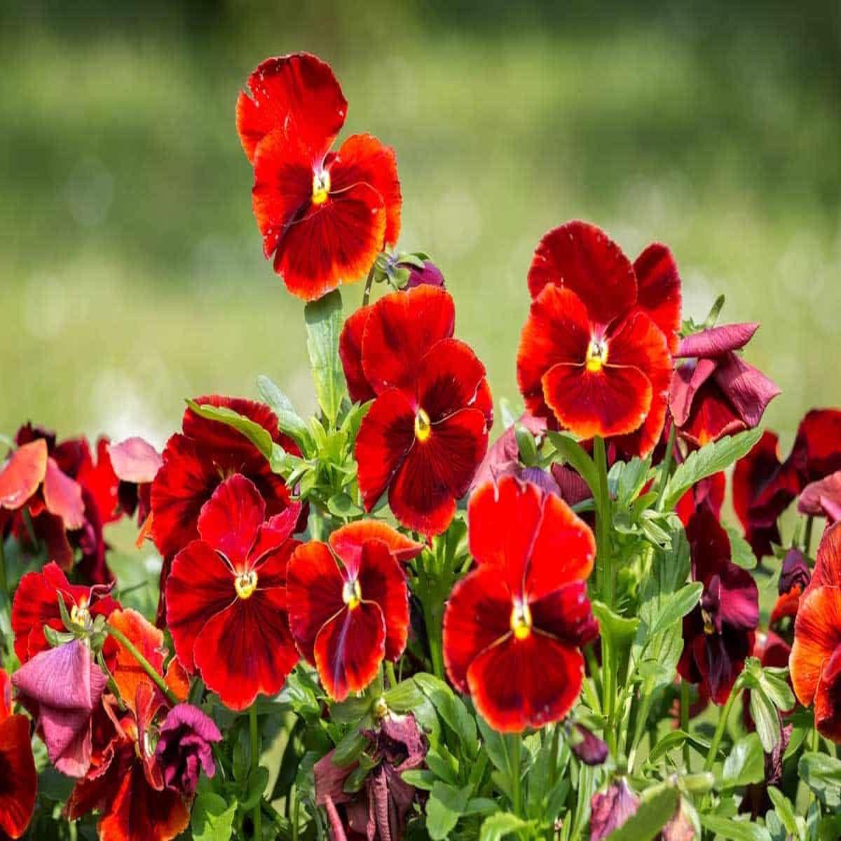 Heirloom Red Pansy Flower Seeds for Planting Organic, Non-GMO, High Germination Garden Seeds