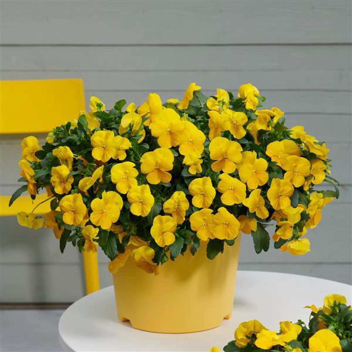 Heirloom Trailing Pansy Flower For Planting Non Gmo Flower Seeds for Home Garden Planting, Exotic