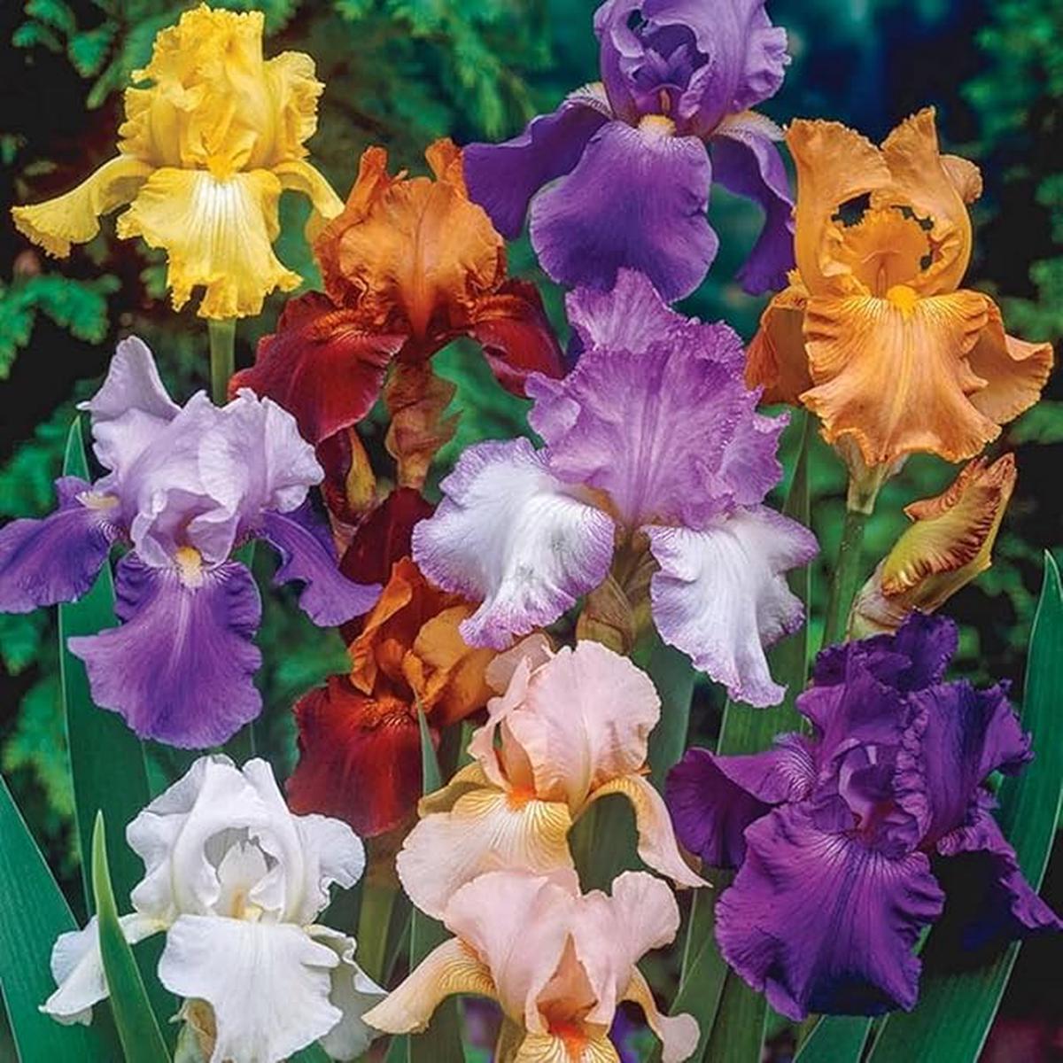 Iris Iris Germanica Two-Color Heirloom Perennial Bonsai Flower Seeds for Planting  Ideal for Garden Borders and Bonsai Display