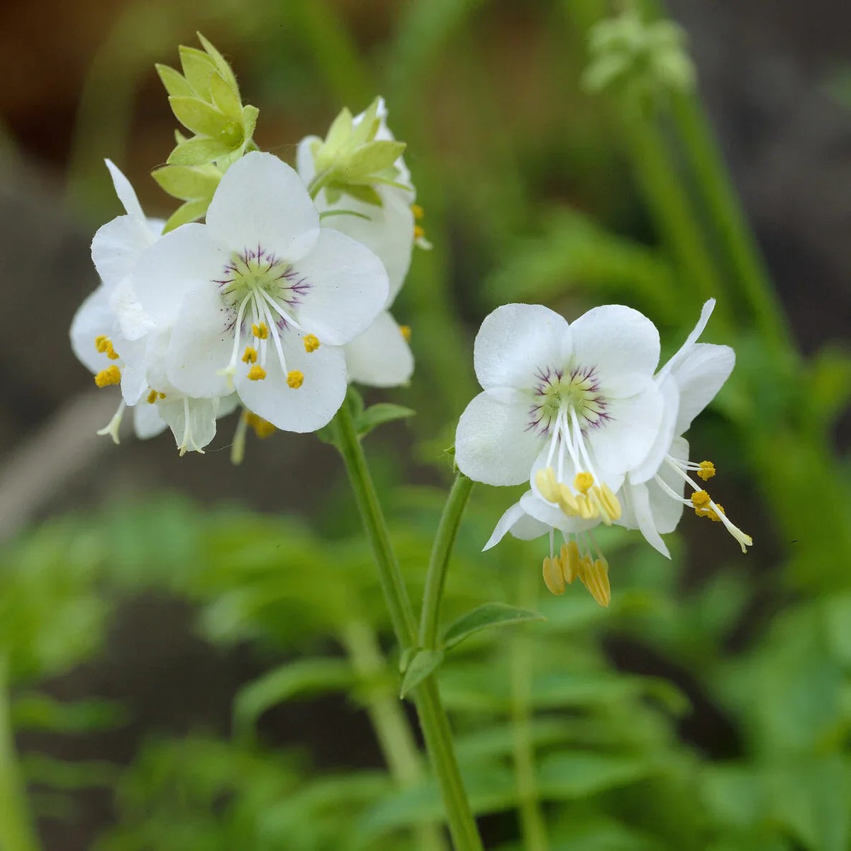 Jacob's Ladder Flower seeds for Planting Compact Growth Heirloom & GMO Free Seeds for Home Garden Sale