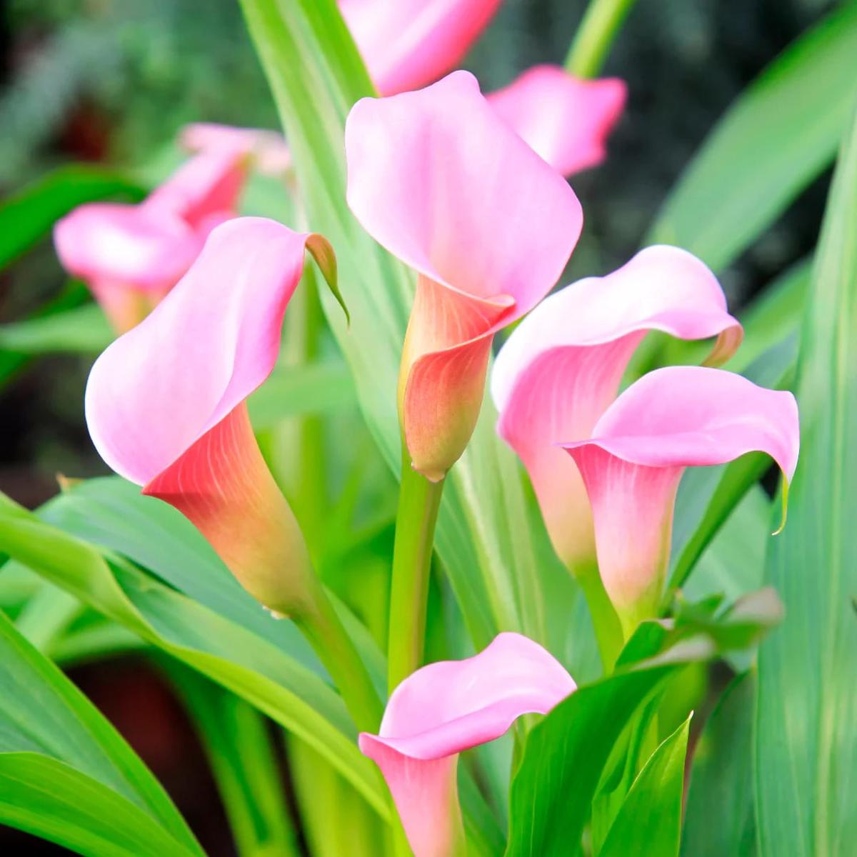 Light Pink Calla Flower Seeds for Planting Heirloom, Non-GMO, Shade Tolerant High Germination Seeds