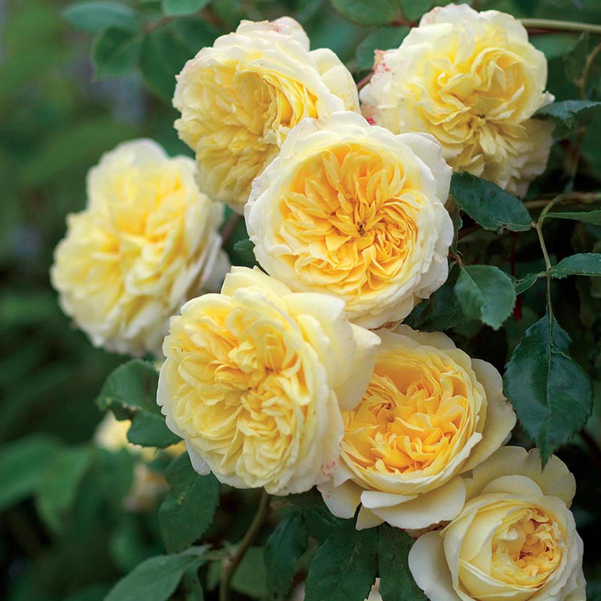 Light Yellow Climbing Rose Flower Seeds for Planting, Heirloom Non-GMO Organic Garden Seeds  High Germination