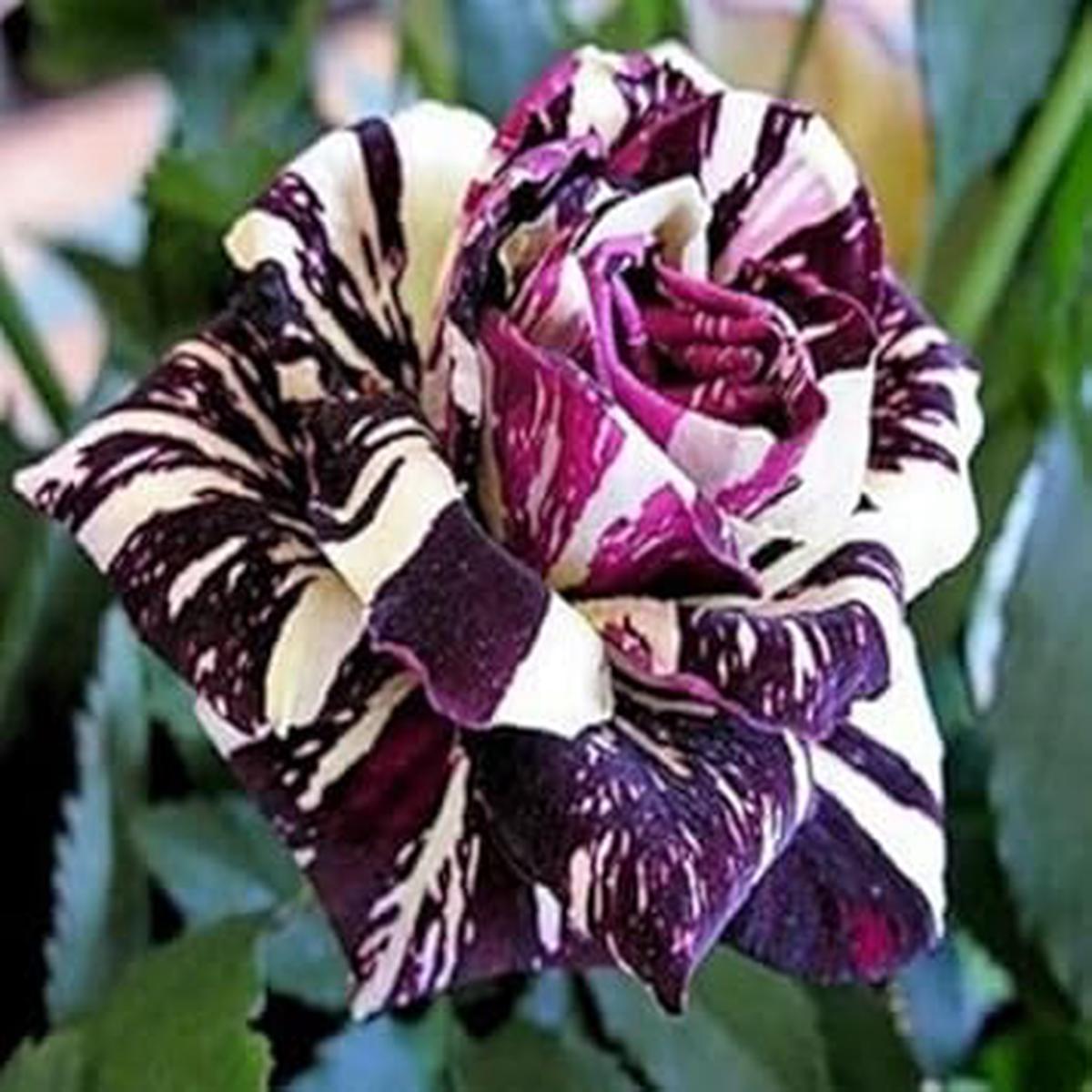 Maroon Cream Rose Flower seeds for Planting - Garden Favorite, Heirloom & GMO Free Seeds for Home Garden